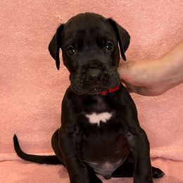 Great Dane Puppies from B3 Kennels