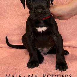 Great Dane Puppies from B3 Kennels
