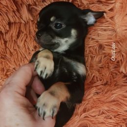 Chihuahua Puppies from OutLaw Chihuahua's