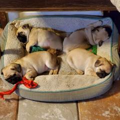 Pugs from Carolyn's Pugs