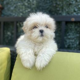 Girl 4 Gigi - White female Shih Tzu puppy in Troy, Michigan from "Shihtzu Best Friend"