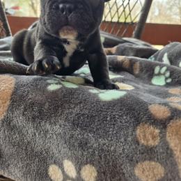Snoopy - Black and white male French Bulldog puppy in Newalla, Oklahoma from Fuzzy Angels