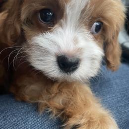 Bernedoodle, Cavapoo, and Goldendoodle Puppies from Zink Doodles