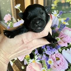 Russian Salon Dog and Yorkshire Terrier Puppies from Yorkies Kisses