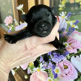 Russian Salon Dog and Yorkshire Terrier Puppies from Yorkies Kisses