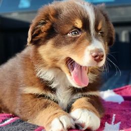 Australian Shepherd Puppies from AW Standard Aussies