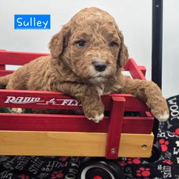 Sulley - Red  male Goldendoodle puppy in Neillsville, Wisconsin from Granton Creek