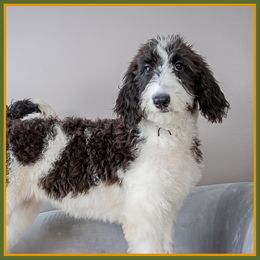 Bobbi - Black female Bernedoodle puppy in Connersville, Indiana from Deaz Doodle Ranch