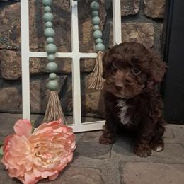 Aussiedoodle and Cockapoo Puppies from Ouachita River Cockapoos