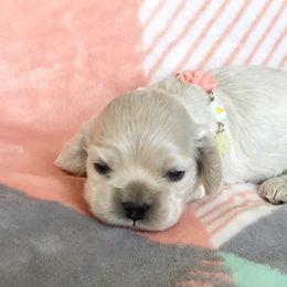 Cocker Spaniel Puppies from Silver Moon Cockers