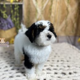 Cavalier King Charles Spaniel, Golden Retriever, and Poodle Puppies from Fluffy Buttz
