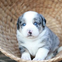 Aussiedoodle Puppies from Johnson’s Highland Pride Aussiedoodles