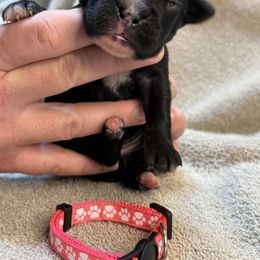 Hot pink (runt) - Brindle Boxer puppy in Mooresboro, North Carolina from Echo Hollow Boxers