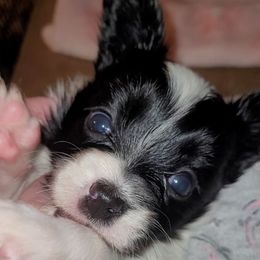 Black n white female 2 - White and black female Papillon puppy in Florida from Tammy's Papillon Playpen
