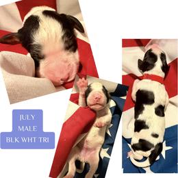 July - Black white and tan male English Springer Spaniel puppy in Madison, Indiana from McCollough's Pawsome Spaniels and Danny's Delightful Dachshunds