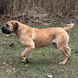 Vanessa - Boerboel