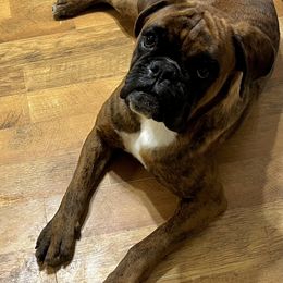 Boxer Puppies from Von Royal Dell’Infinite