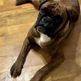 Boxer Puppies from Von Royal Dell’Infinite