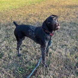 Winnie - German Shorthaired Pointer