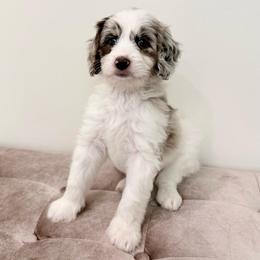 Quinn - Merle female Goldendoodle puppy in Allen, Texas from Calena’s Doodles