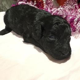 Black female 4 - Black female Poodle puppy in Williston, Florida from JD French Bulldogs, Mini Poodles, and Border Collies