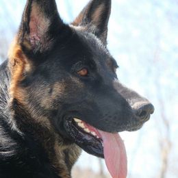 Nadia - German Shepherd