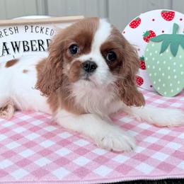 Girl 1 - Blenheim female Cavalier King Charles Spaniel puppy in Conroe, Texas from Alder Creek Cavaliers