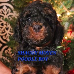 Shaggy - Phantom male Poodle puppy in Mansfield Center, Connecticut from Arrfs Poodles