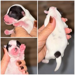 Mr. Oreo Fancy Pants - Parti male Yorkshire Terrier puppy in Cleveland, Tennessee from Moody’s Morkies and More AND Southern Charm Precious Paws