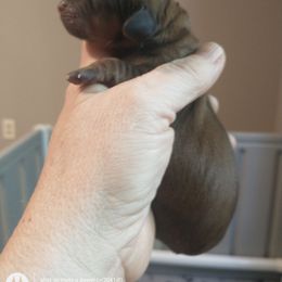 Amber - Red female Dachshund puppy in Annandale, Minnesota from Weiners on a Hill
