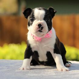 Boston Terrier Puppies from NW Boston Terriers