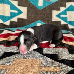 Sunny - Black and white female Border Collie puppy in Mesa, Arizona from Ranch Girl Border Collies