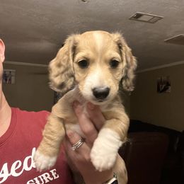 Dachshund Puppies from Monica’s Treasured Dachshunds