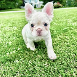 French Bulldog Puppies from The French Bulldog Company LLC