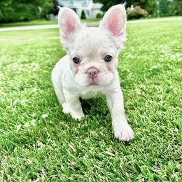 French Bulldog Puppies from The French Bulldog Company LLC