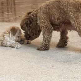 Poodle Puppies from ItalianToyPoodles