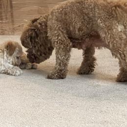 Poodle Puppies from ItalianToyPoodles