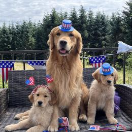 Golden Retriever and Smooth Fox Terrier Puppies from Fox Hill Goldens & Smooth Fox Terriers