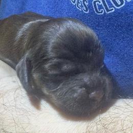 Cider - Sable male Cocker Spaniel puppy in Memphis, Tennessee from Cordova Cockers