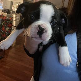 Boy 1 - Black and white male Boston Terrier puppy in Ofallon, Missouri from Lucky 7 Bostons
