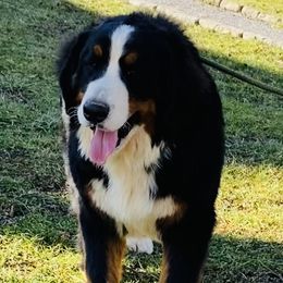 Honza - Bernese Mountain Dog