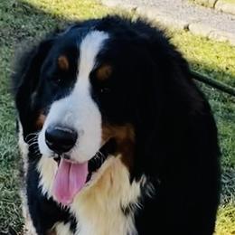 Honza - Bernese Mountain Dog