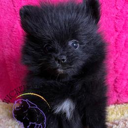 HOLD AKC DR. PEPPER - Black male Pomeranian puppy in Watkins Glen, New York from Wicked Spirits Pomeranians