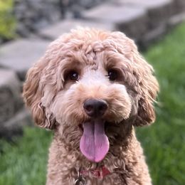 Peaches - Australian Labradoodle