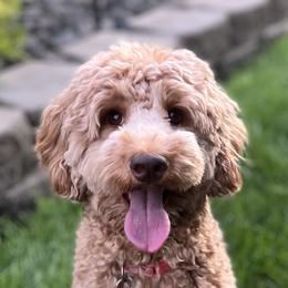 Peaches - Australian Labradoodle