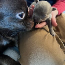 Chihuahua Puppies from Hawk's Eye Homestead