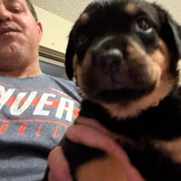 White girl - Black and mahogany female Rottweiler puppy in Colorado Springs, Colorado from Von Locher Rotties