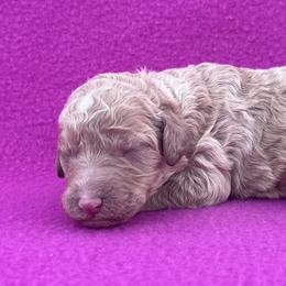 Gingerbread - Apricot female Poodle puppy in Overbrook, Kansas from Hidden Springs Poodles LLC
