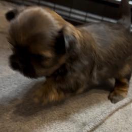 Love - Sable female Shih Tzu puppy in Boaz, Alabama from Happy Haven Farm