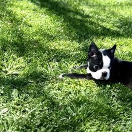 Boston Terrier Puppies from Benders Boston’s